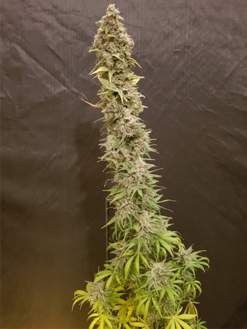 Northern Light Blue (Delicious Seeds) feminizada