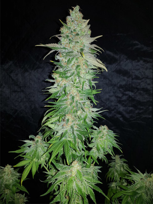 Northern Light Blue (Delicious Seeds) feminizada