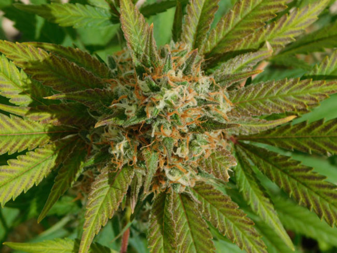 Raspberry Cough (Nirvana) feminizada