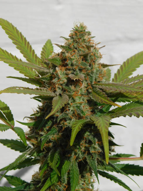 Raspberry Cough (Nirvana) feminizada