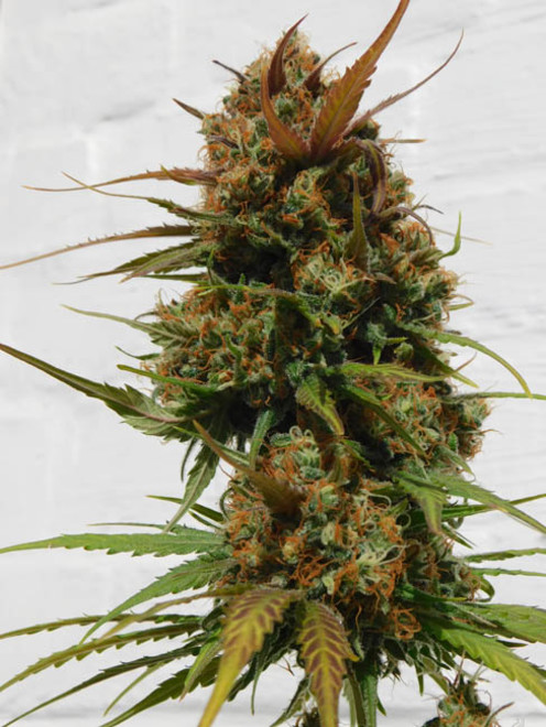 Raspberry Cough (Nirvana) feminizada