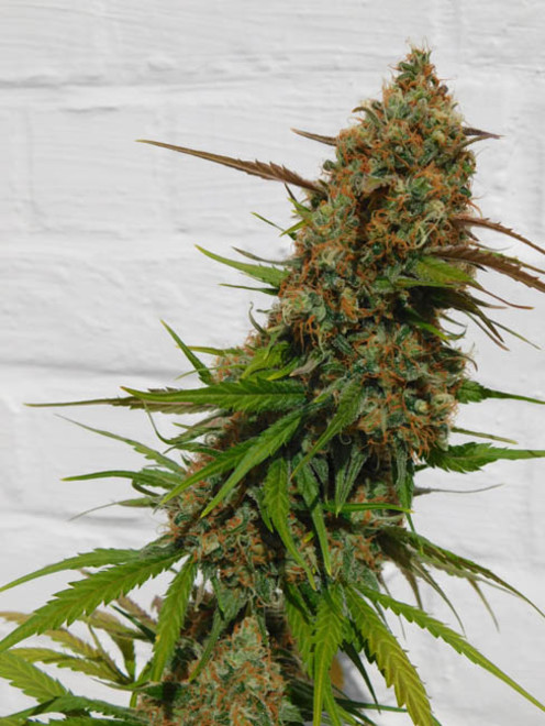 Raspberry Cough (Nirvana) feminizada