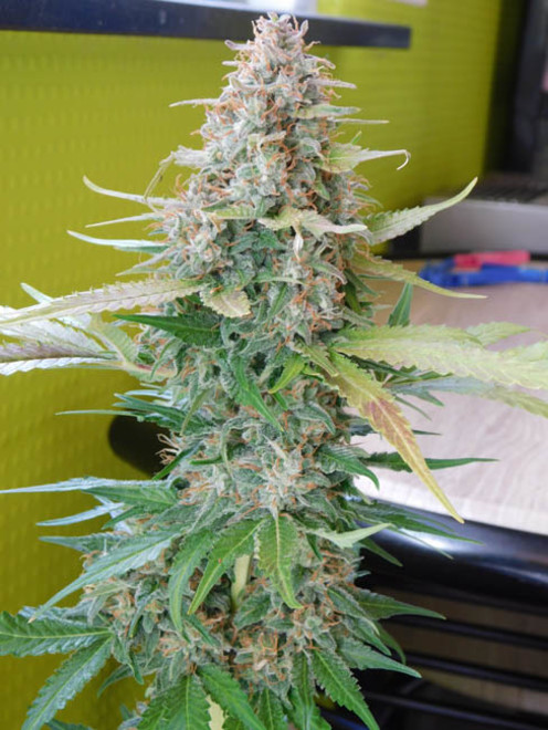 Raspberry Cough (Nirvana) feminizada