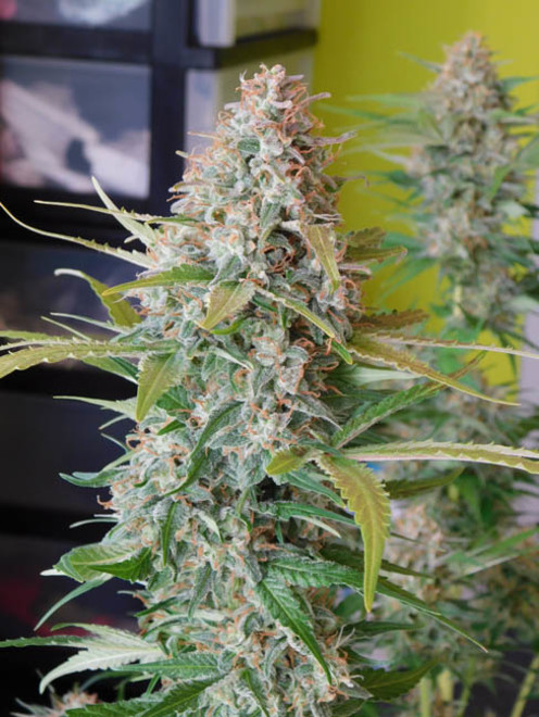 Raspberry Cough (Nirvana) feminizada