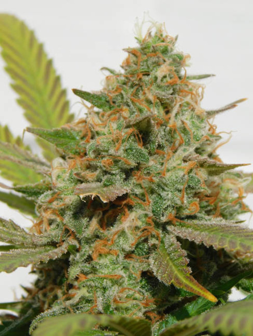 Raspberry Cough (Nirvana) feminizada