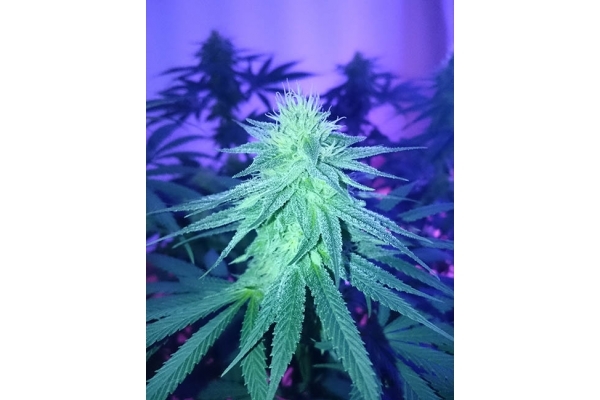 Haze Berry (Royal Queen Seeds) feminizada Haze Berry (Royal Queen Seeds) feminizada