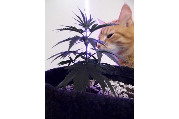 Haze Berry (Royal Queen Seeds) feminizada Haze Berry (Royal Queen Seeds) feminizada