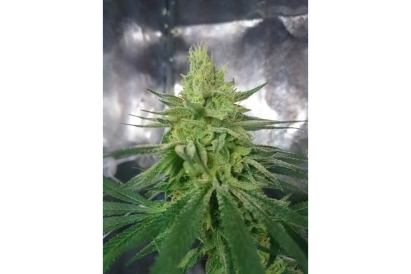 Haze Berry (Royal Queen Seeds) feminizada Haze Berry (Royal Queen Seeds) feminizada