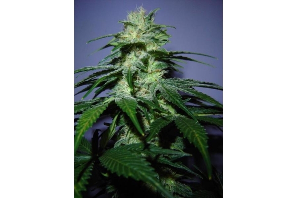 Nepal Jam (ACE Seeds) feminizada