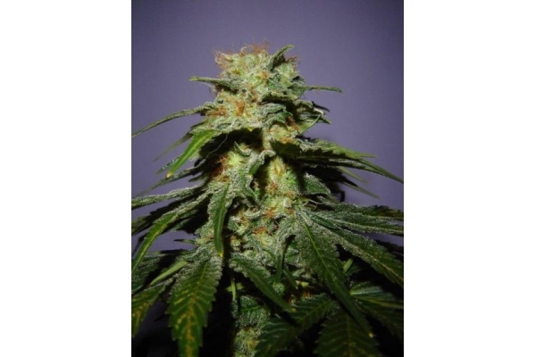 Nepal Jam (ACE Seeds) feminizada