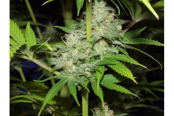 Nepal Jam (ACE Seeds) feminizada