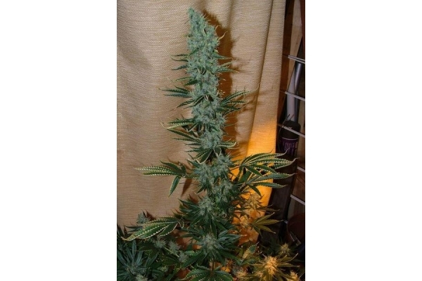 Nepal Jam (ACE Seeds) feminizada