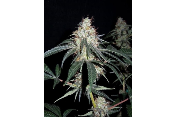 Nepal Jam (ACE Seeds) feminizada