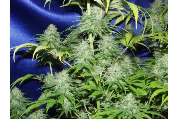 Nepal Jam (ACE Seeds) feminizada