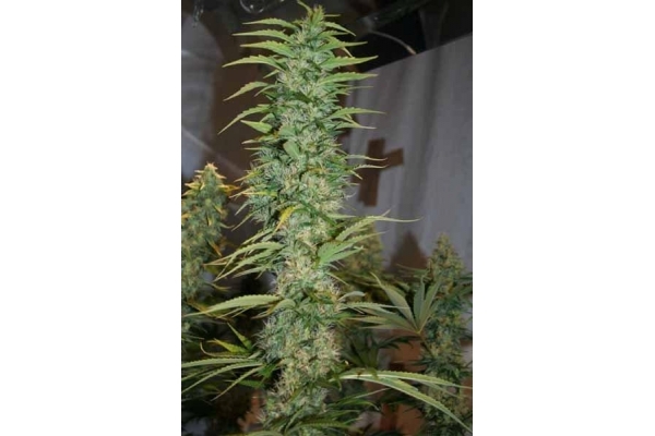 Orient Express (ACE Seeds) feminizada