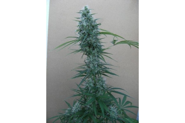 Orient Express (ACE Seeds) feminizada