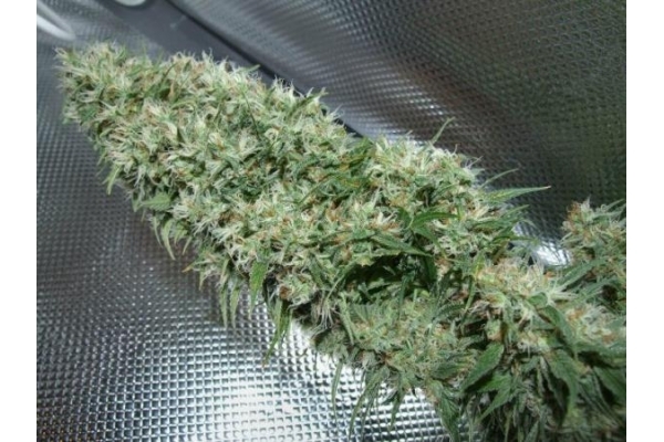 Orient Express (ACE Seeds) feminizada