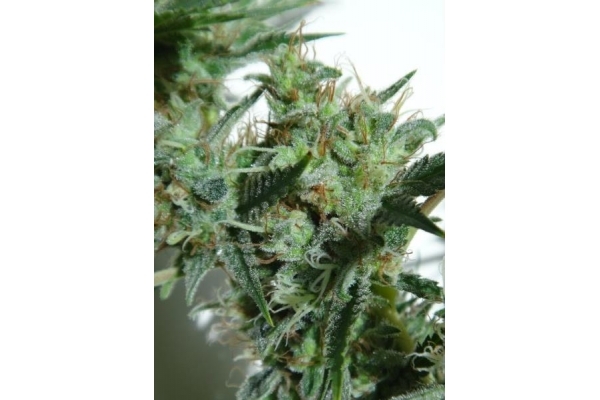 Orient Express (ACE Seeds) feminizada