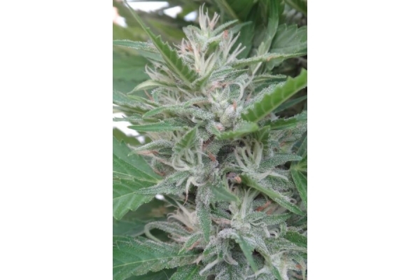 Orient Express (ACE Seeds) feminizada