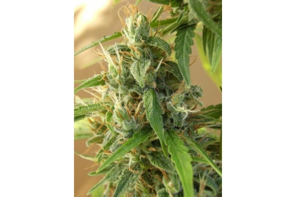 Panama (ACE Seeds) feminizada