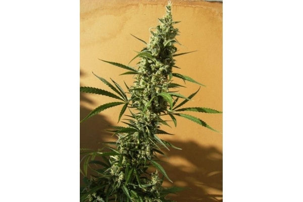 Panama (ACE Seeds) feminizada