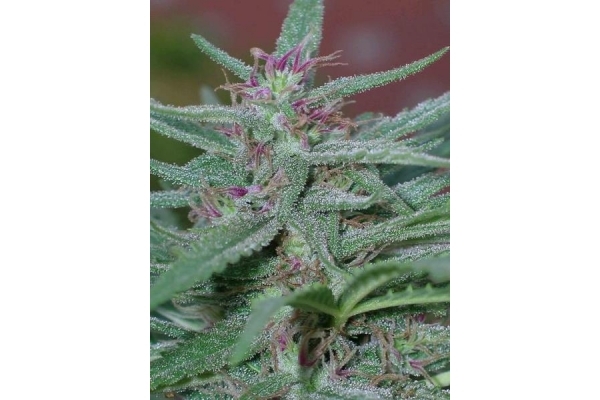 Panama (ACE Seeds) feminizada