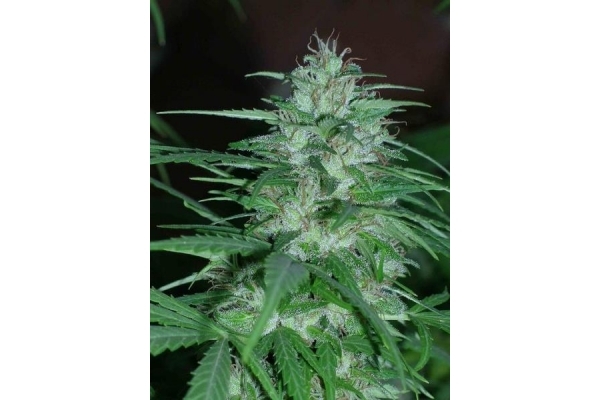 Panama (ACE Seeds) feminizada