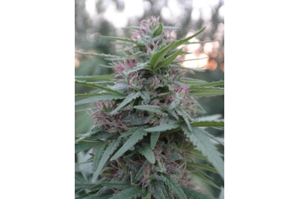 Panama (ACE Seeds) feminizada