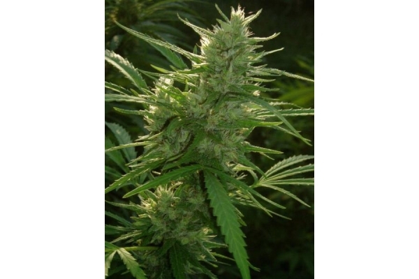Panama (ACE Seeds) feminizada