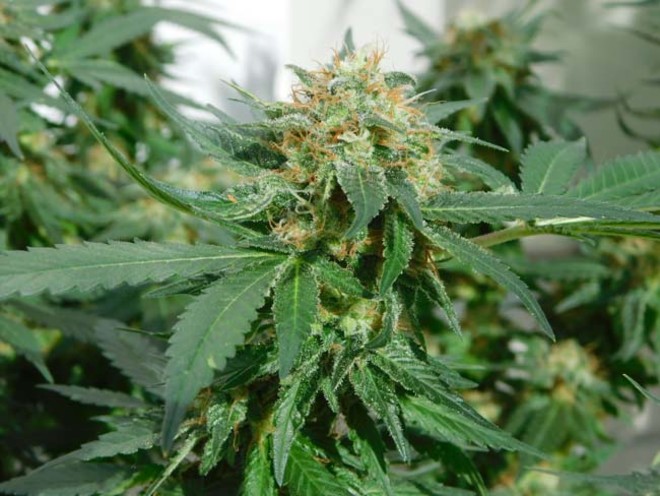 LA Affie (Cali Connection) feminizada