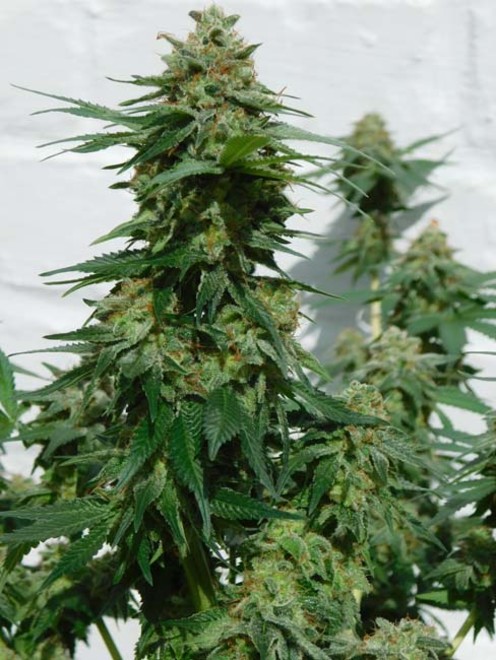 LA Affie (Cali Connection) feminizada