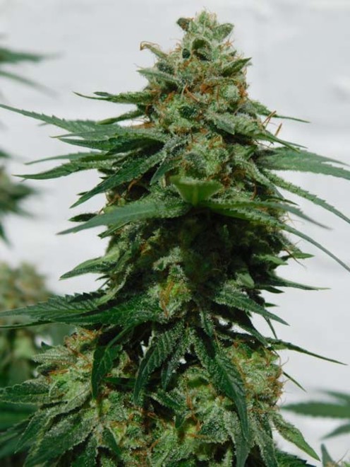 LA Affie (Cali Connection) feminizada