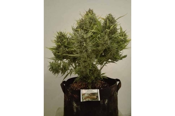 Auto White Widow (Dutch Passion) feminizada