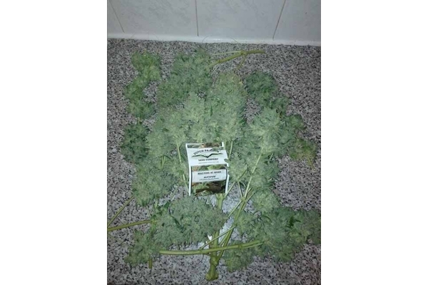 Auto White Widow (Dutch Passion) feminizada