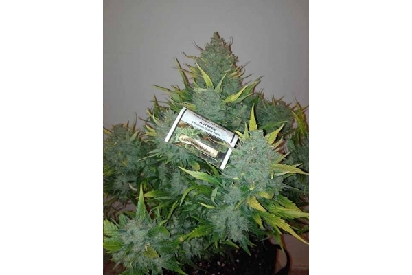 Auto White Widow (Dutch Passion) feminizada