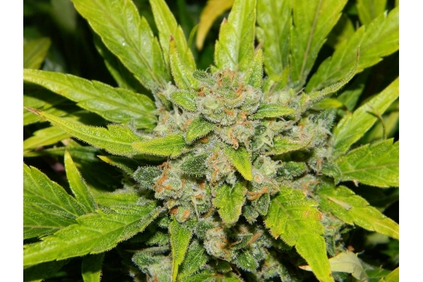 Auto White Widow (Dutch Passion) feminizada