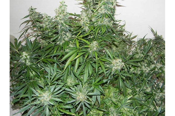 Blue Auto Mazar (Dutch Passion) feminizada