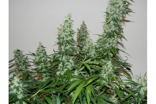 Blue Auto Mazar (Dutch Passion) feminizada