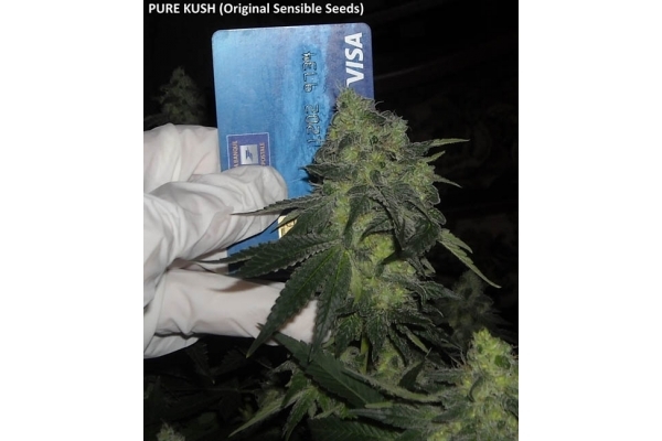 Pure Kush (Original Sensible) feminizada
