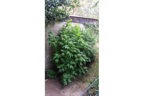 Big Bomb (Bomb Seeds) feminizada Big Bomb (Bomb Seeds) feminizada