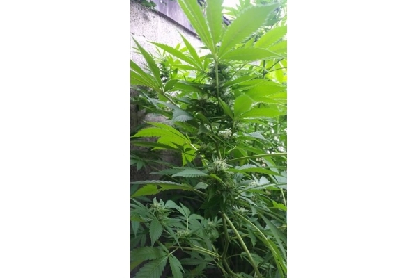 Big Bomb (Bomb Seeds) feminizada Big Bomb (Bomb Seeds) feminizada