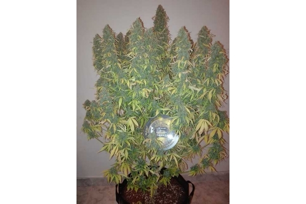 Big Bang Autoflowering (Greenhouse Seeds) feminizada Big Bang Autoflowering (Greenhouse Seeds) feminizada