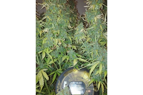 Big Bang Autoflowering (Greenhouse Seeds) feminizada Big Bang Autoflowering (Greenhouse Seeds) feminizada