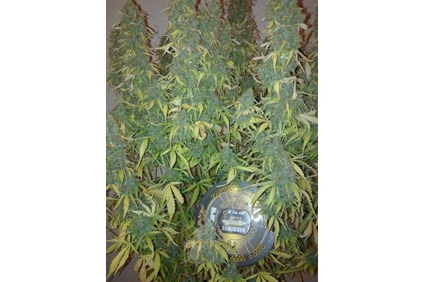 Big Bang Autoflowering (Greenhouse Seeds) feminizada Big Bang Autoflowering (Greenhouse Seeds) feminizada
