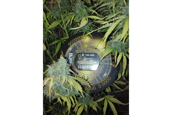 Big Bang Autoflowering (Greenhouse Seeds) feminizada Big Bang Autoflowering (Greenhouse Seeds) feminizada