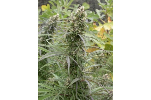 Congo (ACE Seeds) feminizada