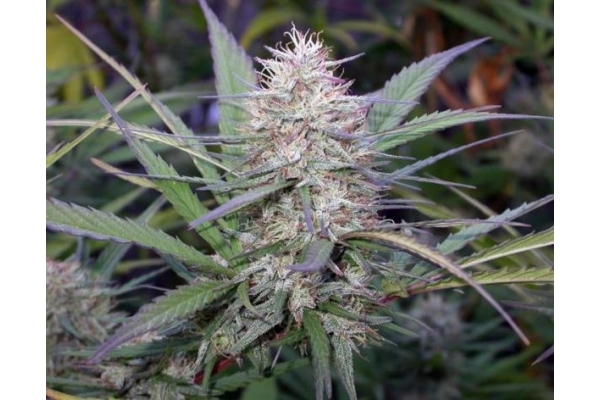 Congo (ACE Seeds) feminizada