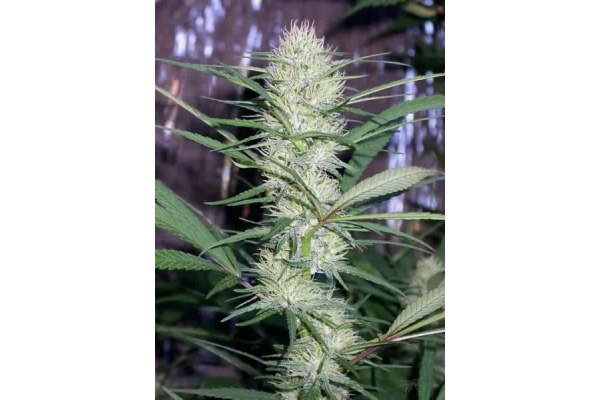 Congo (ACE Seeds) feminizada