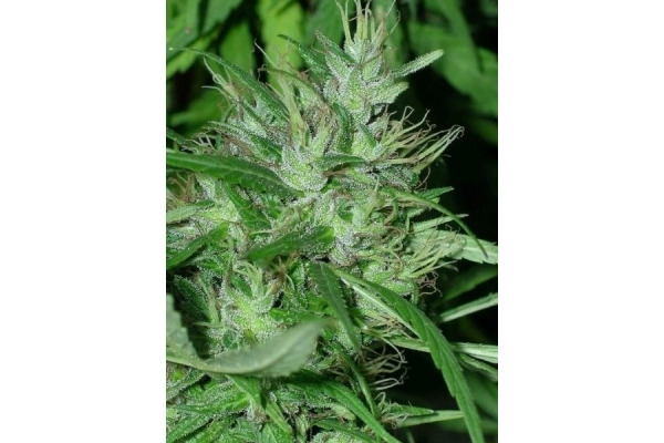 Congo (ACE Seeds) feminizada