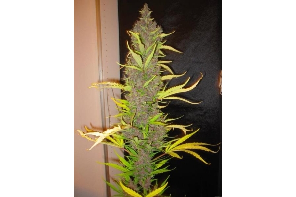 Congo (ACE Seeds) feminizada
